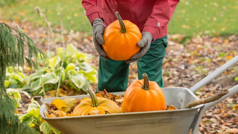What To Do In Your Vegetable Garden This October (Mid-Fall)